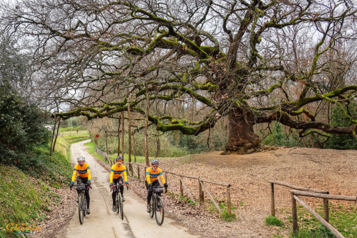 Quercia delle Streghe Trail