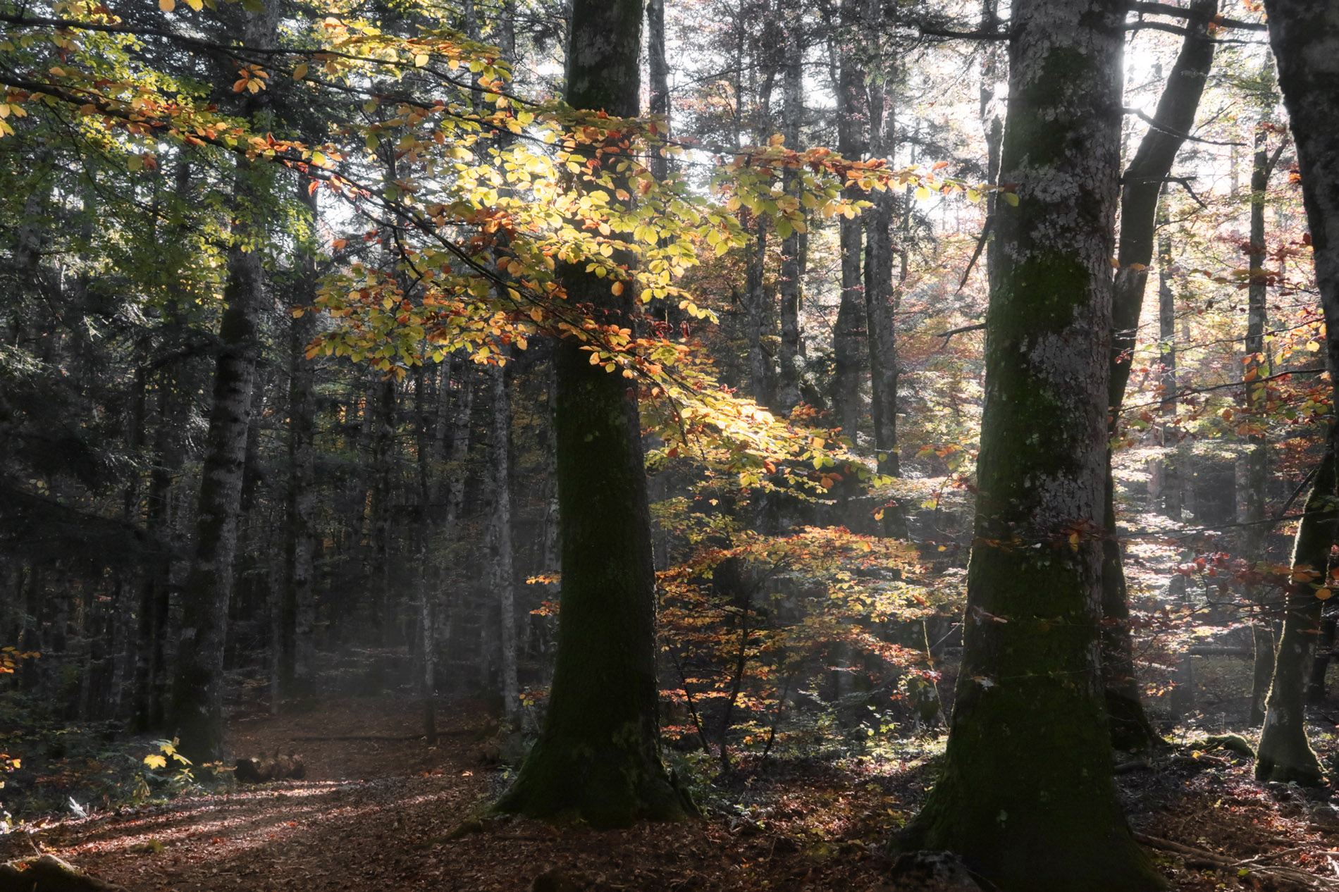 Camaldoli Trail - gallery - photo 23