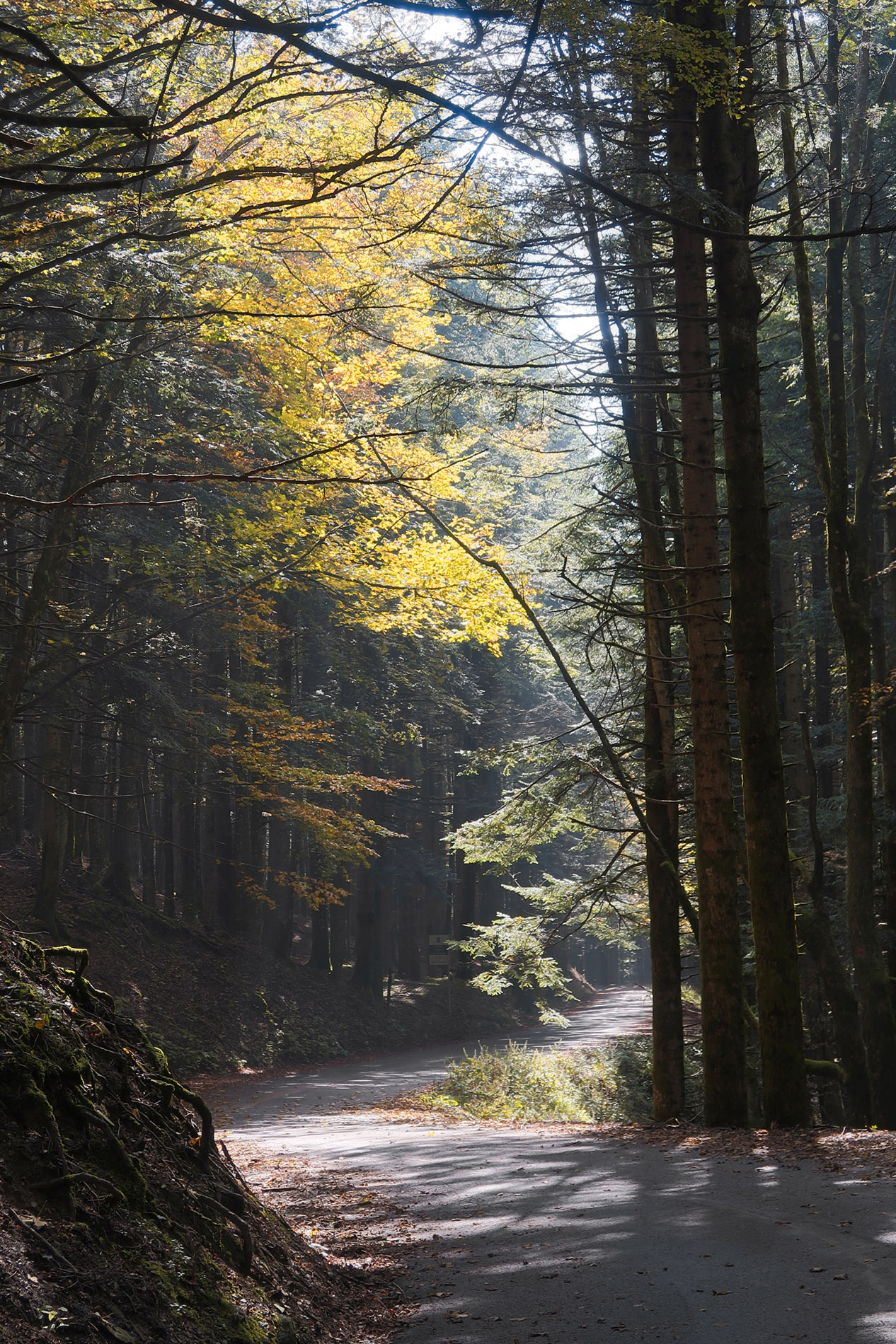 Camaldoli Trail - gallery - photo 15