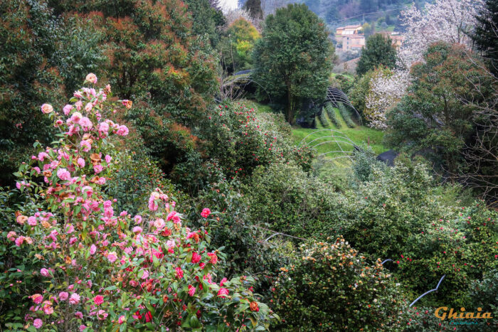 Camelie Trail “Explorer”