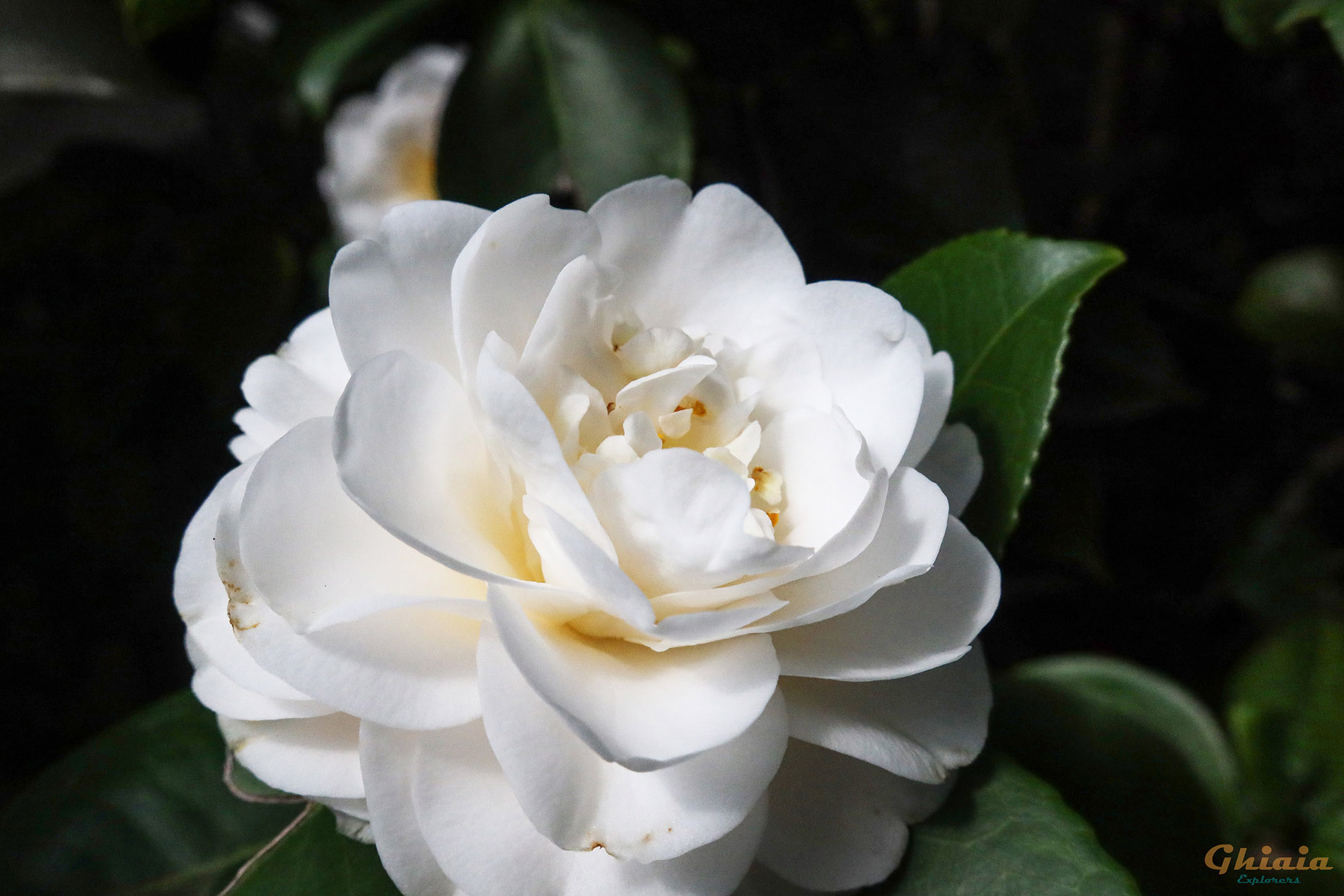 Camelie Trail “Explorer” - gallery - photo 14