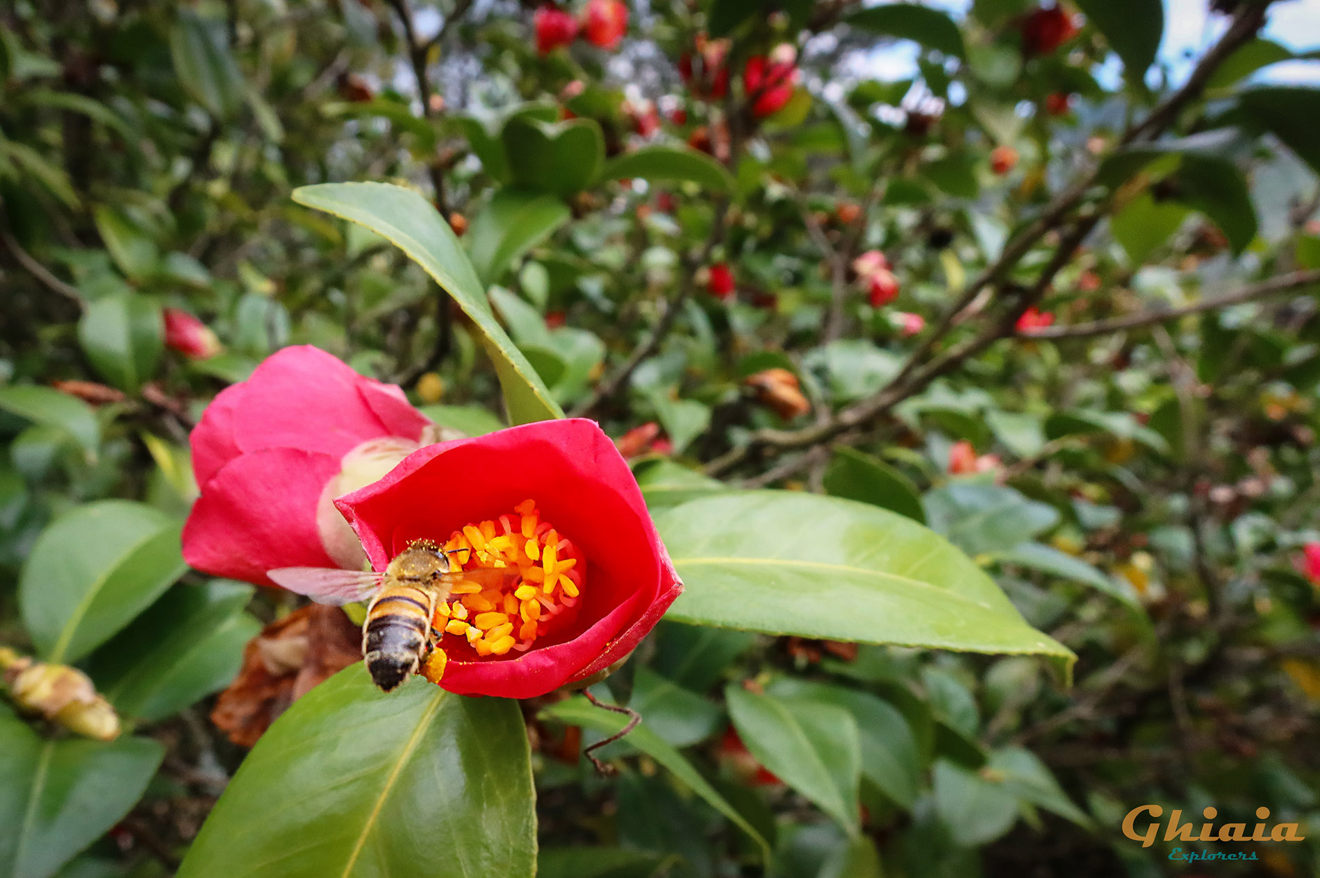 Camelie Trail “Explorer” - gallery - photo 15