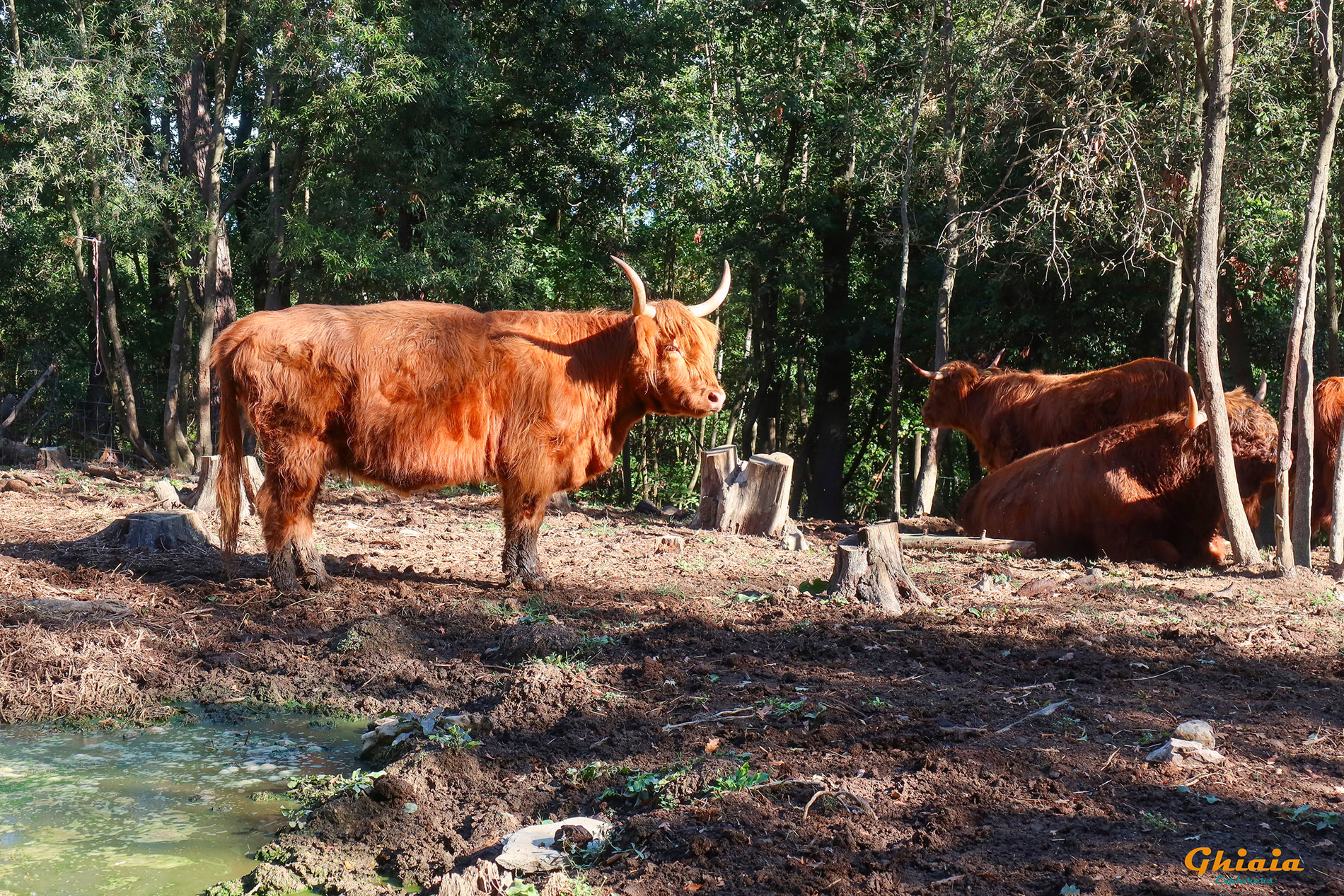 Il Trail del Rally di Santa Luce. - gallery - photo 4