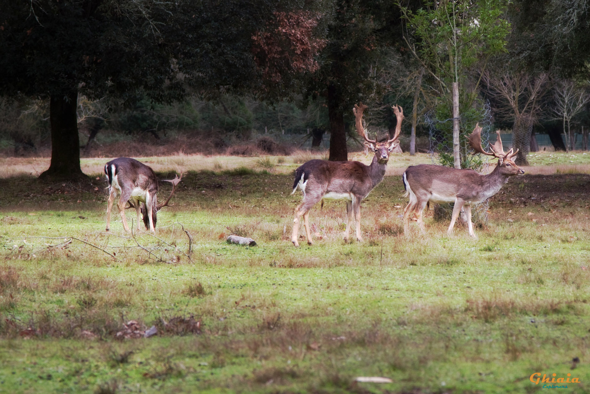 San Rossore Tour - gallery - photo 10